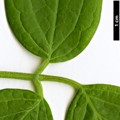 SpeciesSub: var. grandiflora